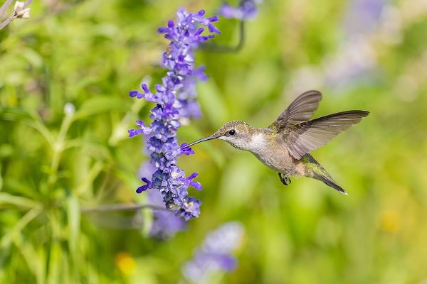 Day, Richard and Susan 아티스트의 Ruby-throated hummingbird at Victoria blue salvia작품입니다.